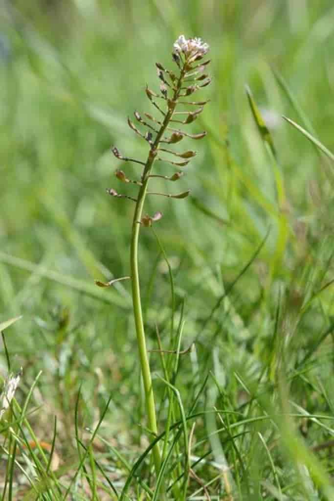 Thlaspi caerulescens ssp. caerulescens