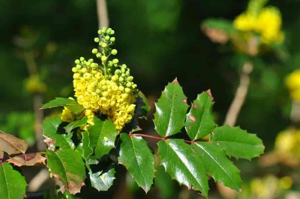 Mahonia aquifolium