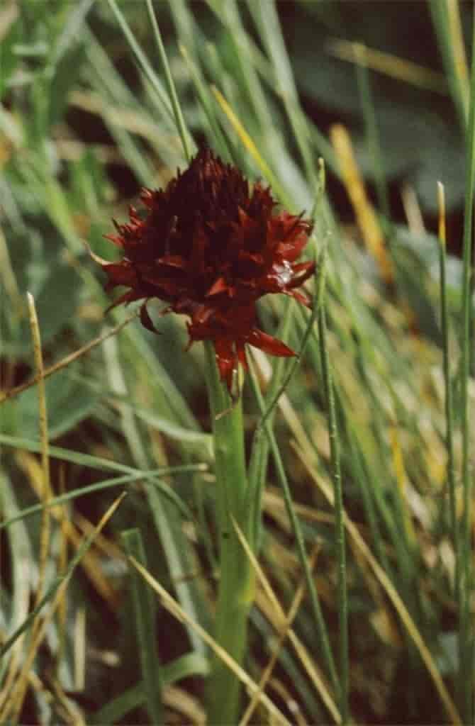 Gymnadenia nigra