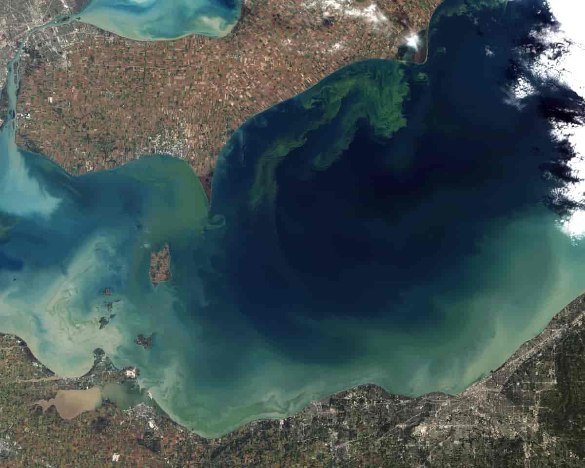 Microcystis aeruginosa i Lake Erie
