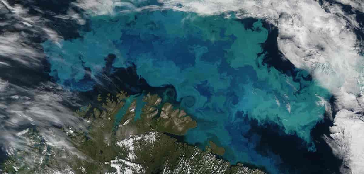 Oppblomstring av Emiliania huxleyi i Barentshavet