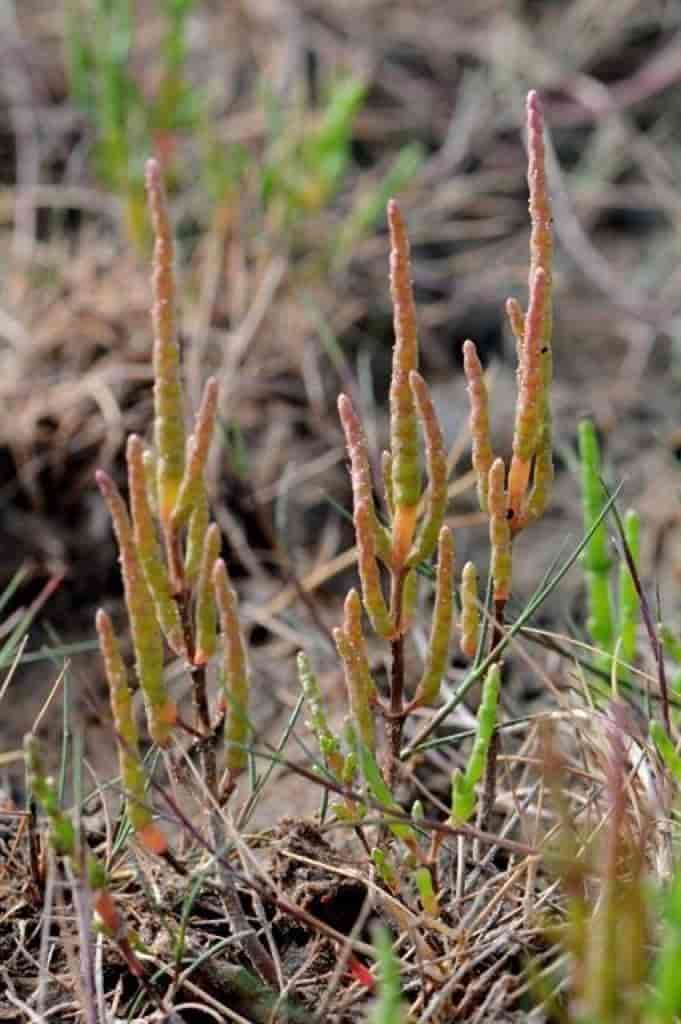 Salicornia procumbens, fjæresalturt