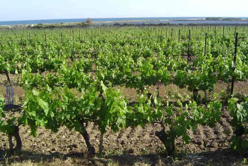 Vingård i Languedoc
