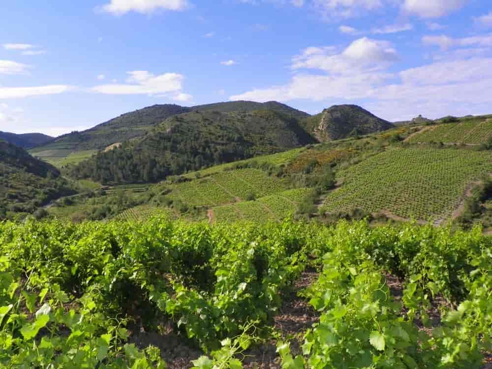 Vinmarker rundt Villeneuve les Corbieres i Languedoc