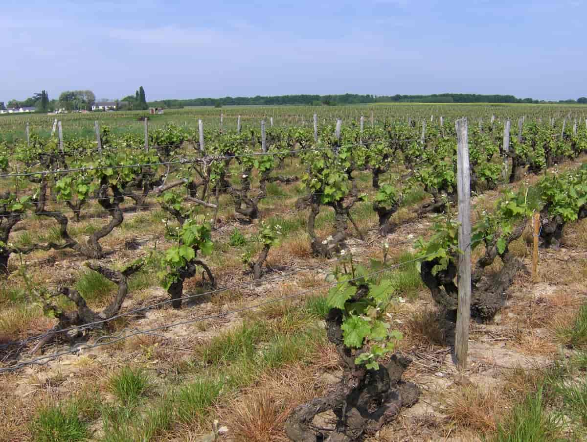 Vinranker i Vouvray