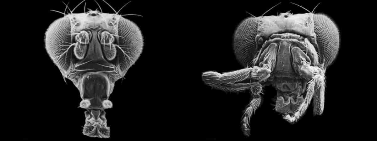 Drosophila med mutasjon