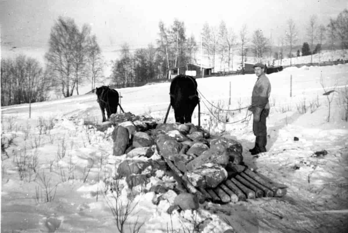 Hester med steinlass på primitiv steinslede i Ringsaker 1950.