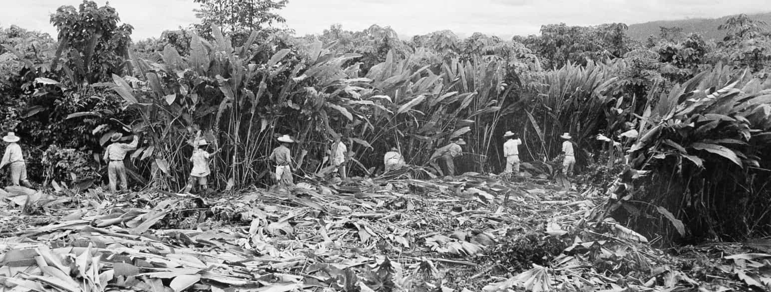 Småbønder på plantasjer ekspropriert fra United Fruit Company, 1953
