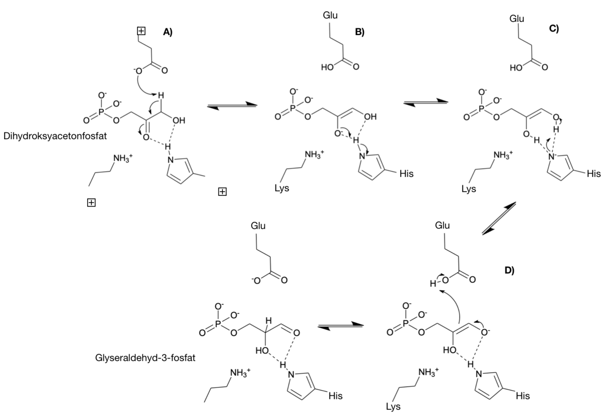 Reaksjonsmekanismen til triosefosfatisomerase med dihydroksyacetonfosfat som substrat, klassisk mekanisme.