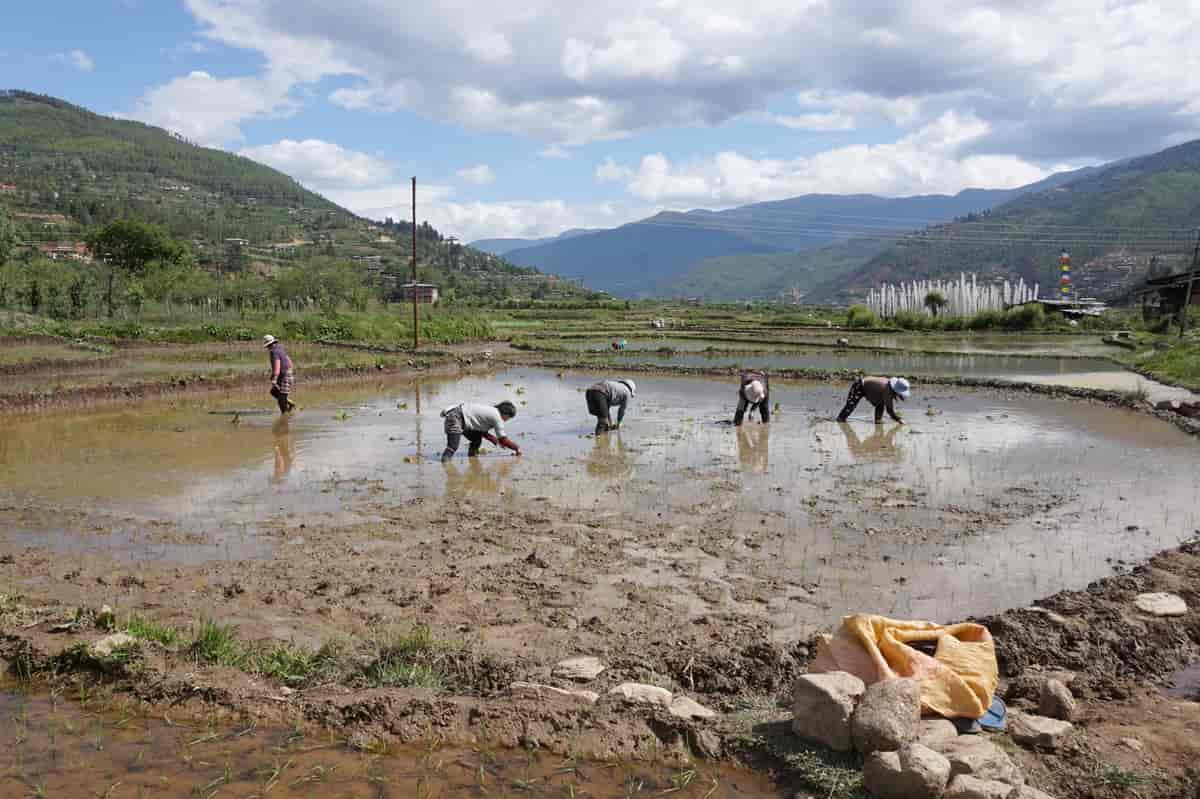 Risplanting i Bhutan