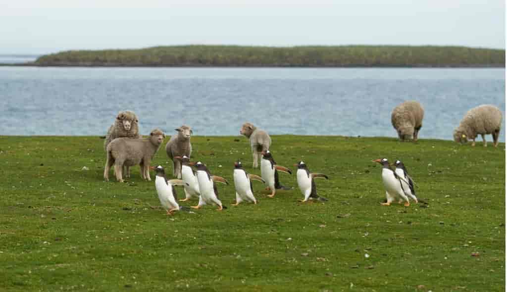 dyreliv på Falklandsøyene