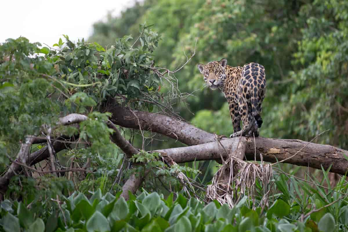 Jaguar i Brasils regnskog