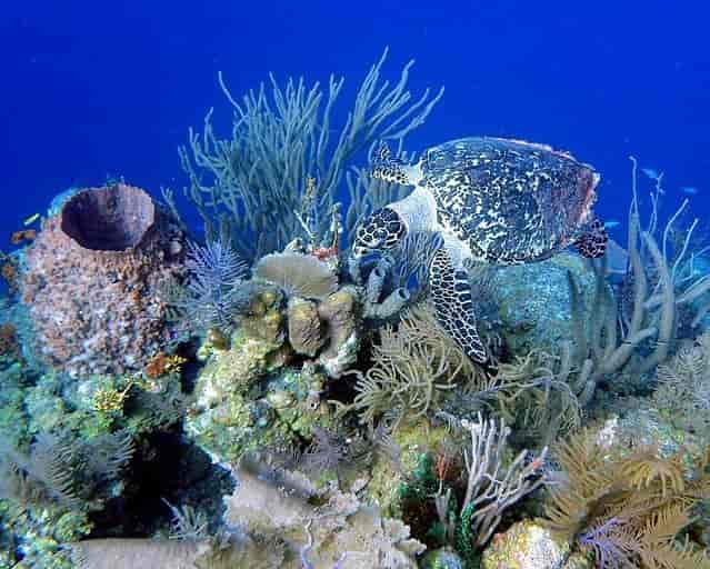 koraller i Belize