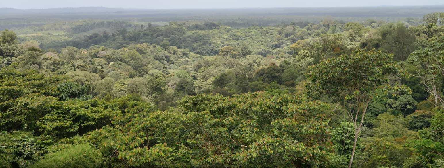 Tropisk skog på Fransk Guyana mot Cacao