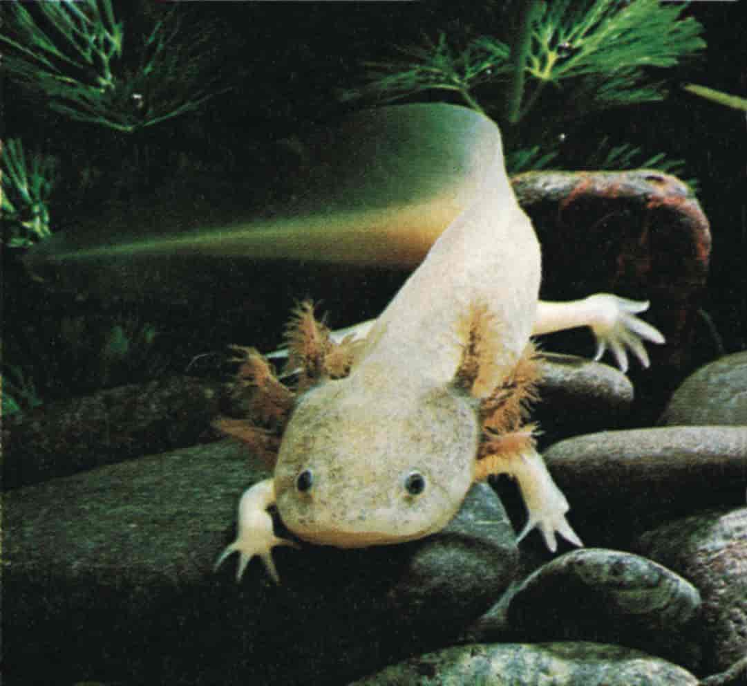 Axolotl (albino)