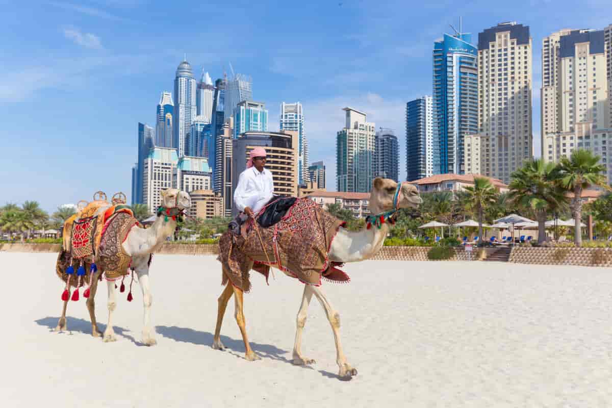 Kameler i Dubai