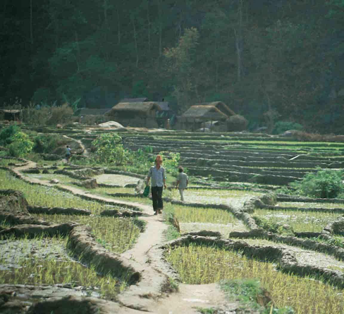 Nepal (Jordbruk) (rismarker)