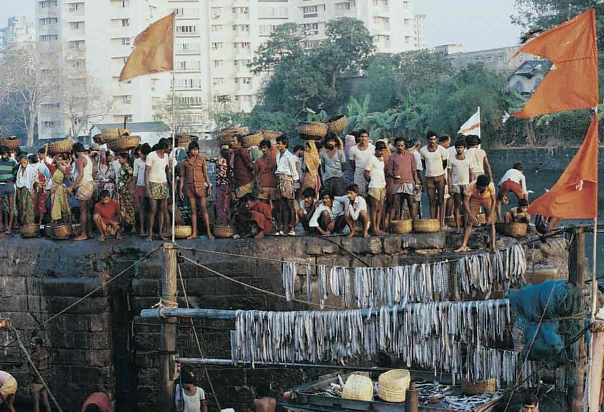 India (Fiske) (fiskebrygge, Mumbai)