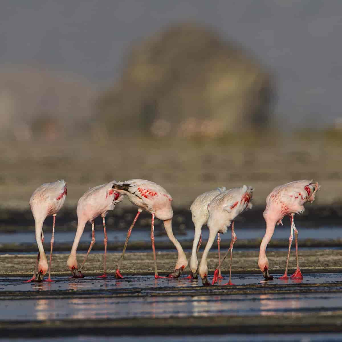 Dvergflamingo. The lesser flamingo (Phoeniconaias minor) Lake Natron, Tanzania
