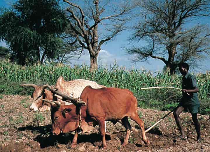 Etiopia (Jordbruk) (gjendyrkingsprosjekt)