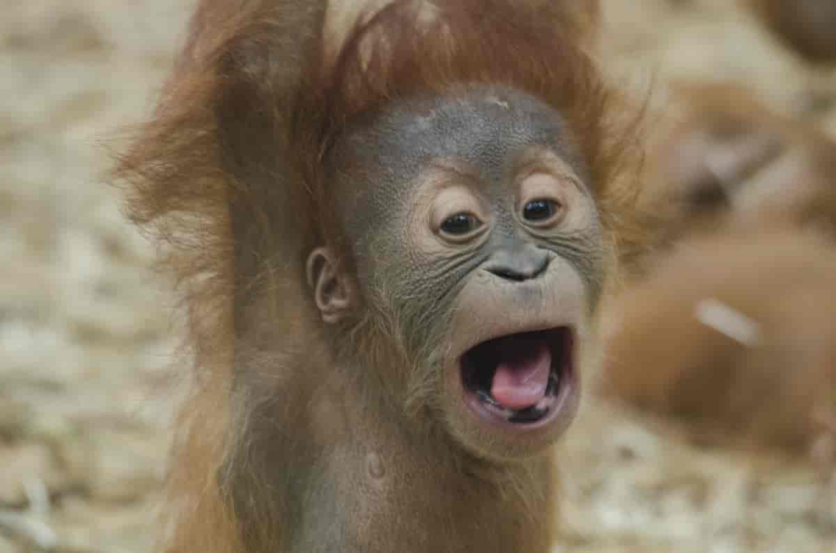 Orangutang-baby