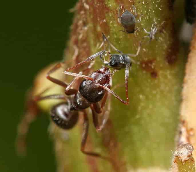 Maur melker bladlussukker