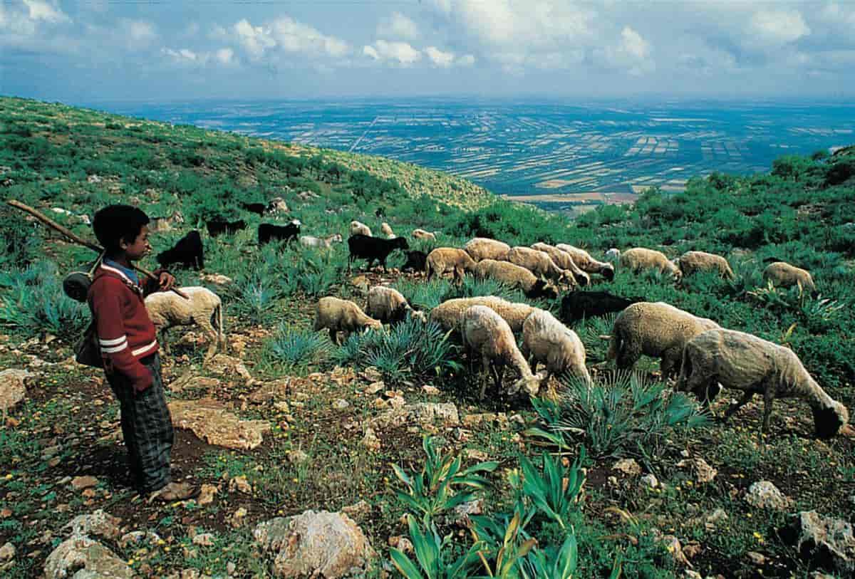 Marokko (Jordbruk) (gjeter med småfeflokk)
