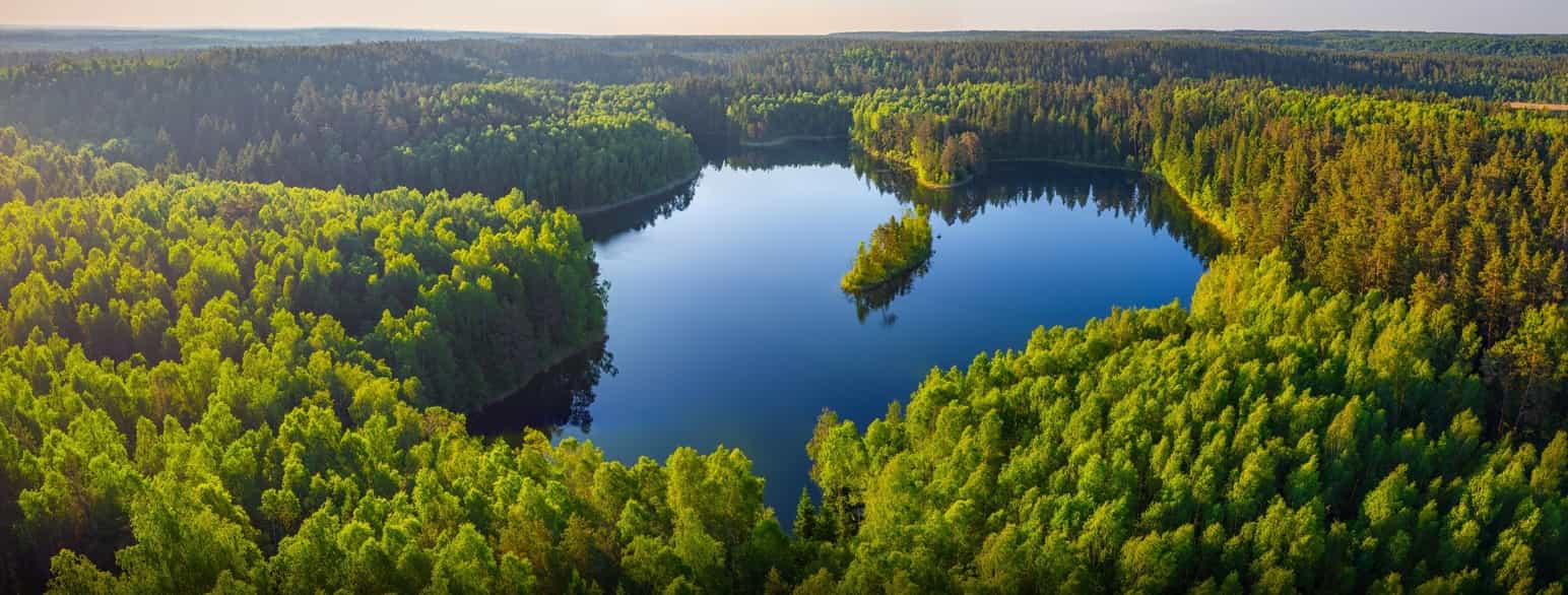 Skog i Belarus