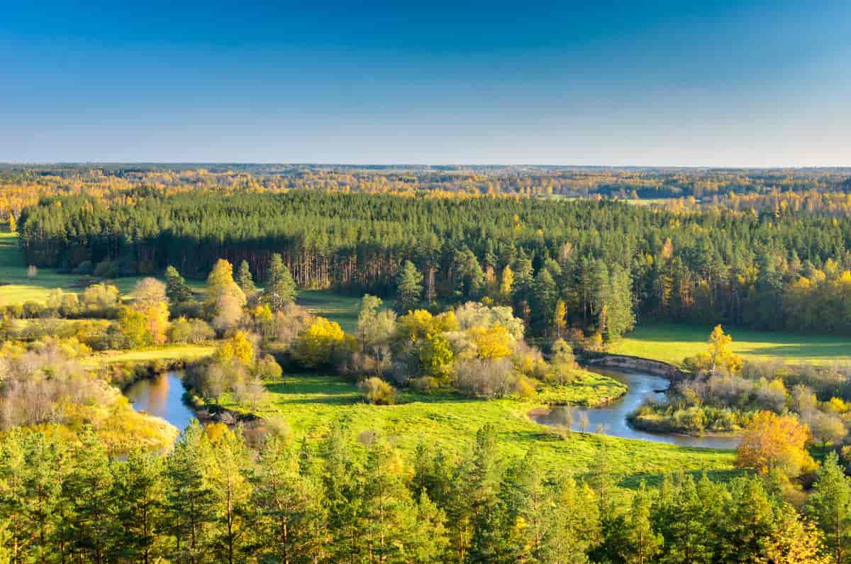 skog i Estland
