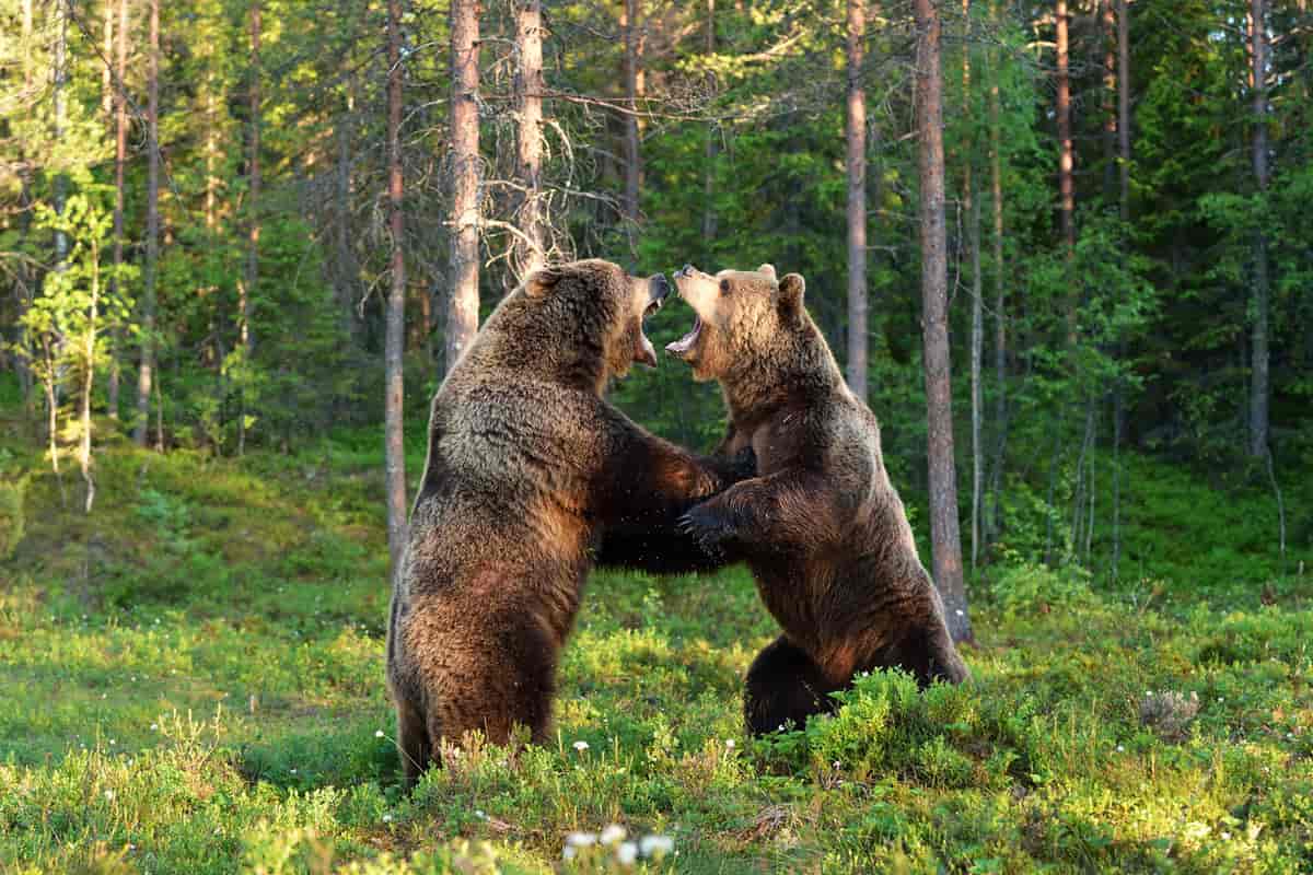 To bjørner i Finland