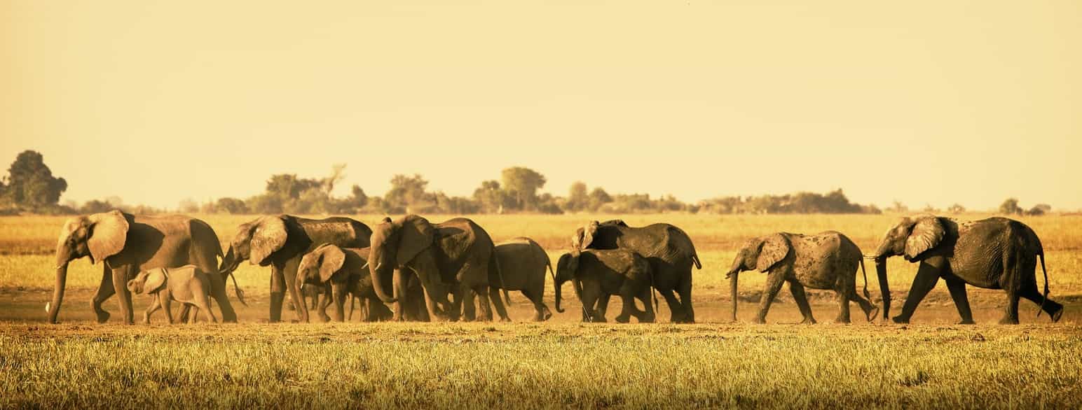 Elefanter i Botswana