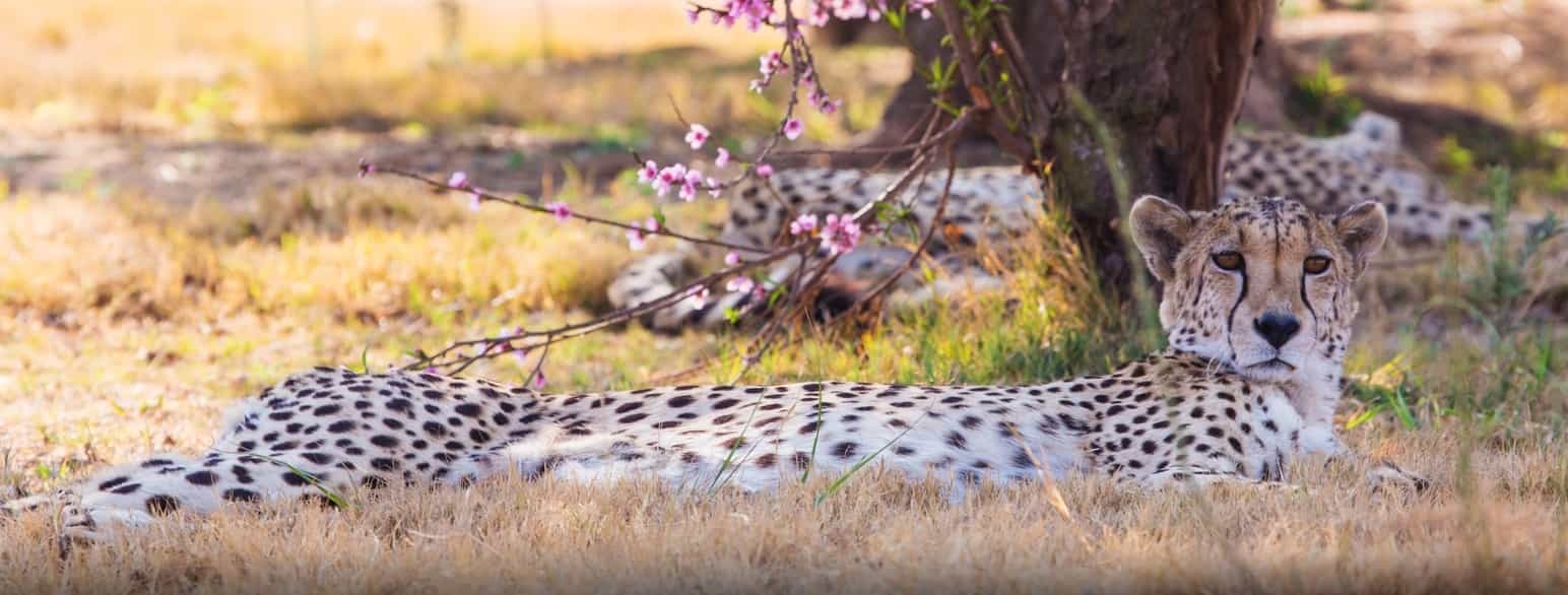 Gepard i Burkina Faso
