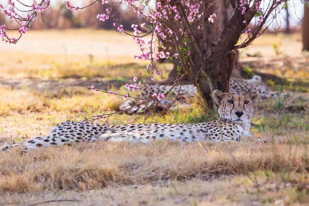 Gepard under et kirsebærtre i Burkina Faso