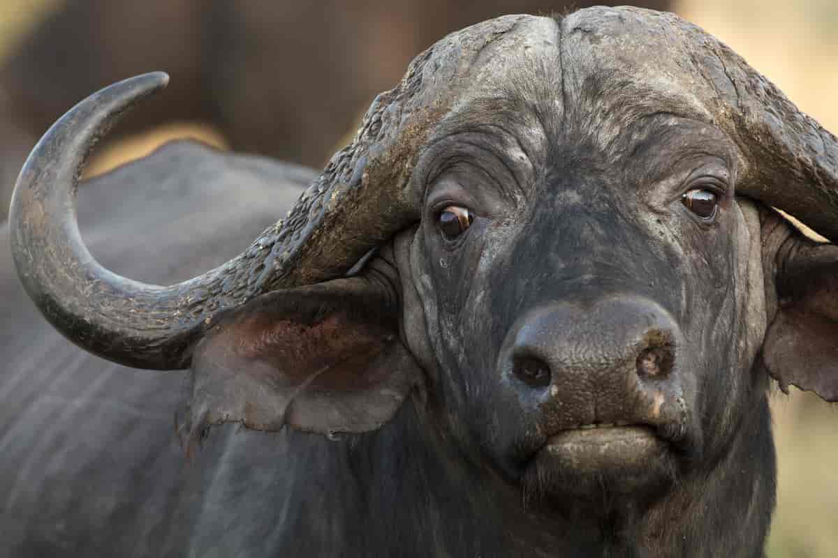 Hos representanter for den afrikanske gruppen er skallen buttere enn hos den asiatiske gruppen, hornene er kortere, ørene større og utstyrt med frynser. Bildet er tatt i Tanzania.