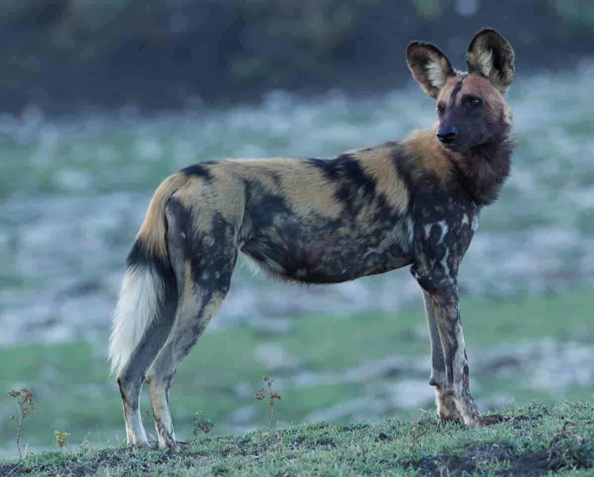Afrikansk villhund, hyenehund, Lycaon pictus. Tanzania.