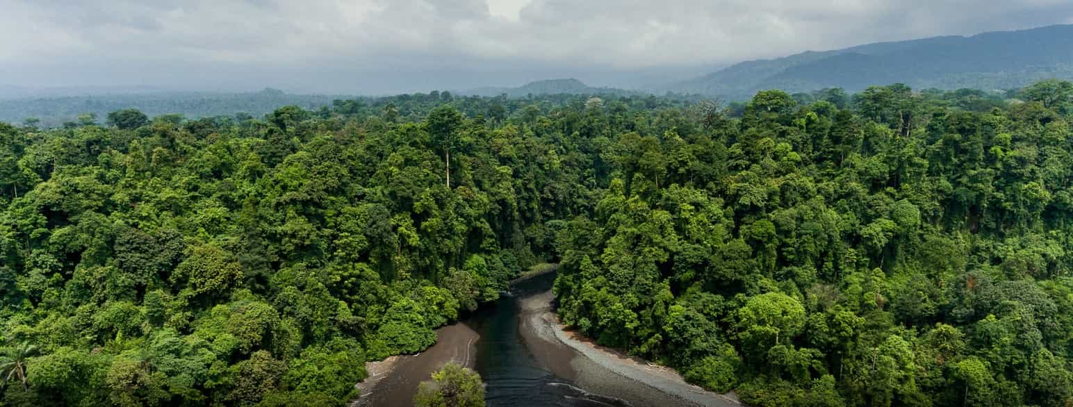 Regnskog i Ekvatorial-Guinea
