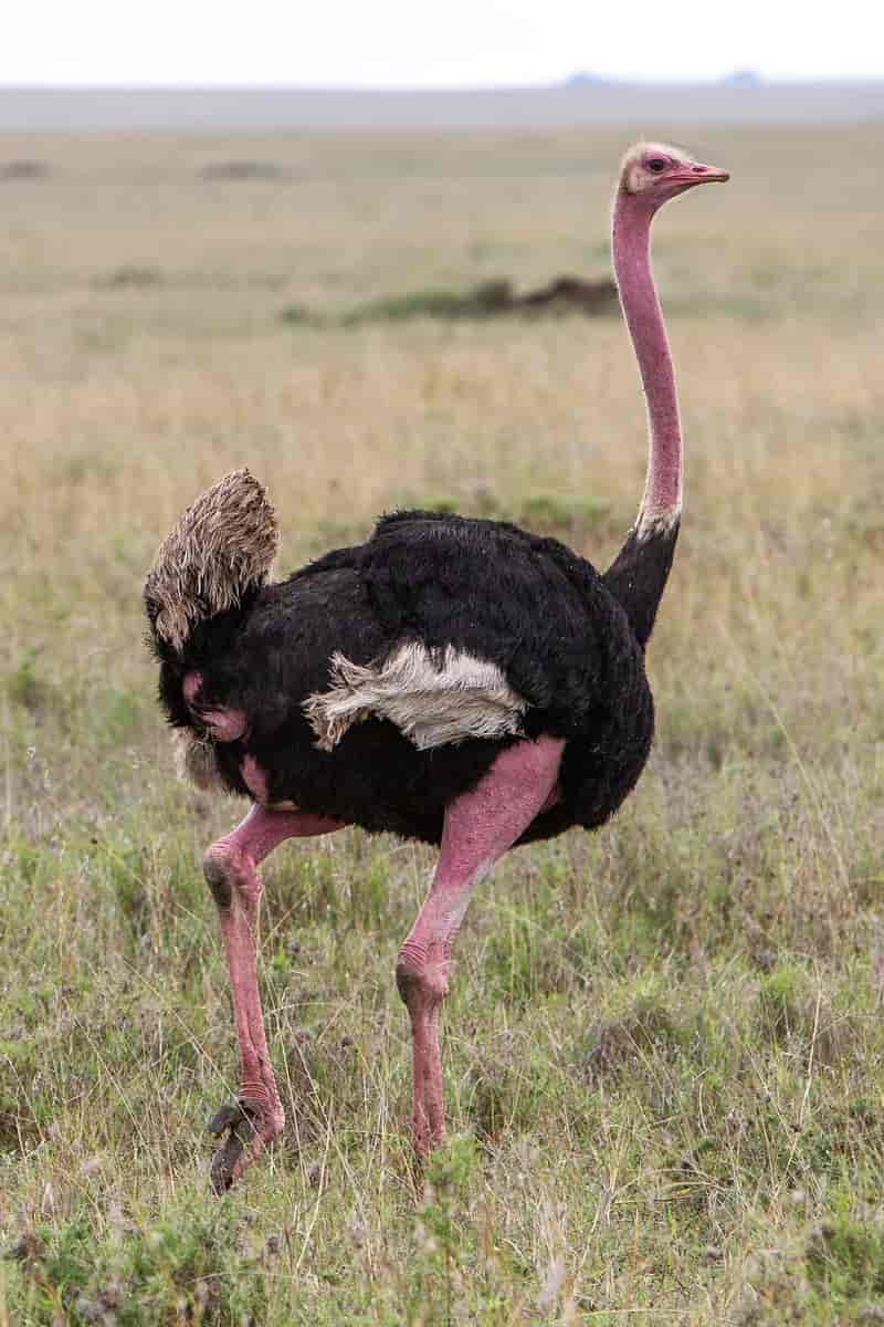 Strutser er verdens tyngste fugler. Struthioniformes.