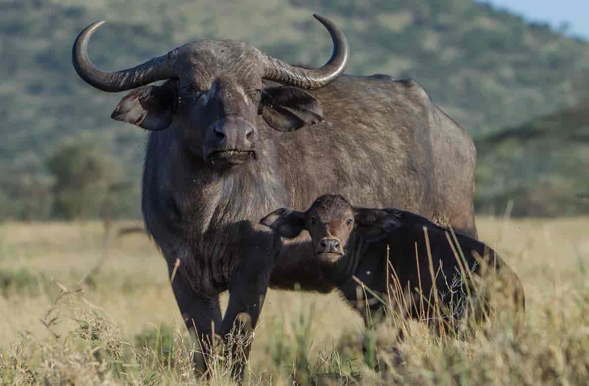 Afrikansk bøffel, Tanzania