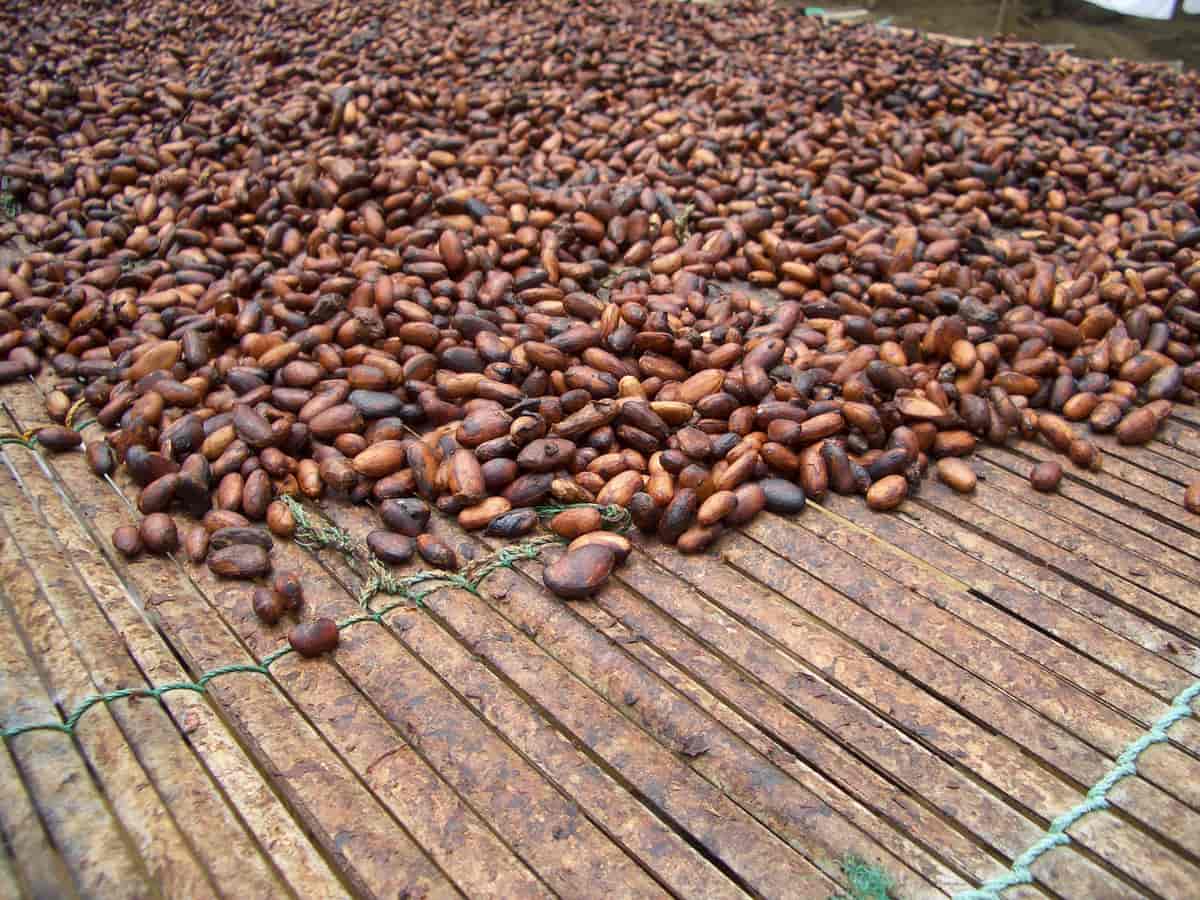 Kakaobønner tørker i solen