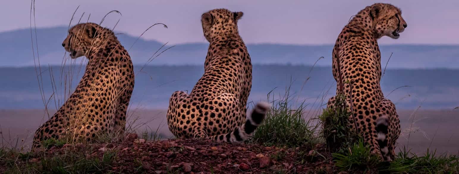 Geparder i Kenya