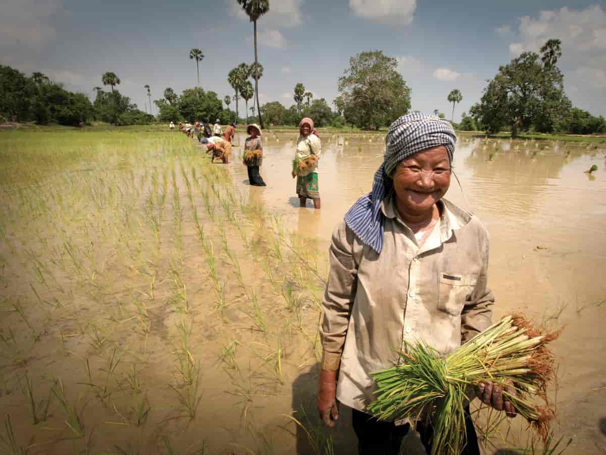 Jordbruk i Laos