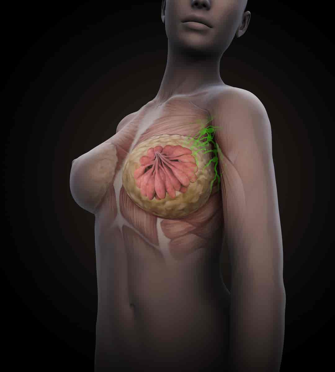 Brystets anatomi