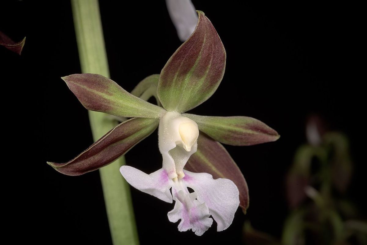 Орхидея Каланта