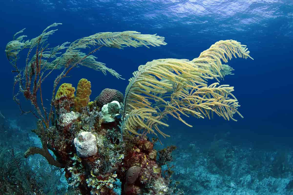 Korallrev