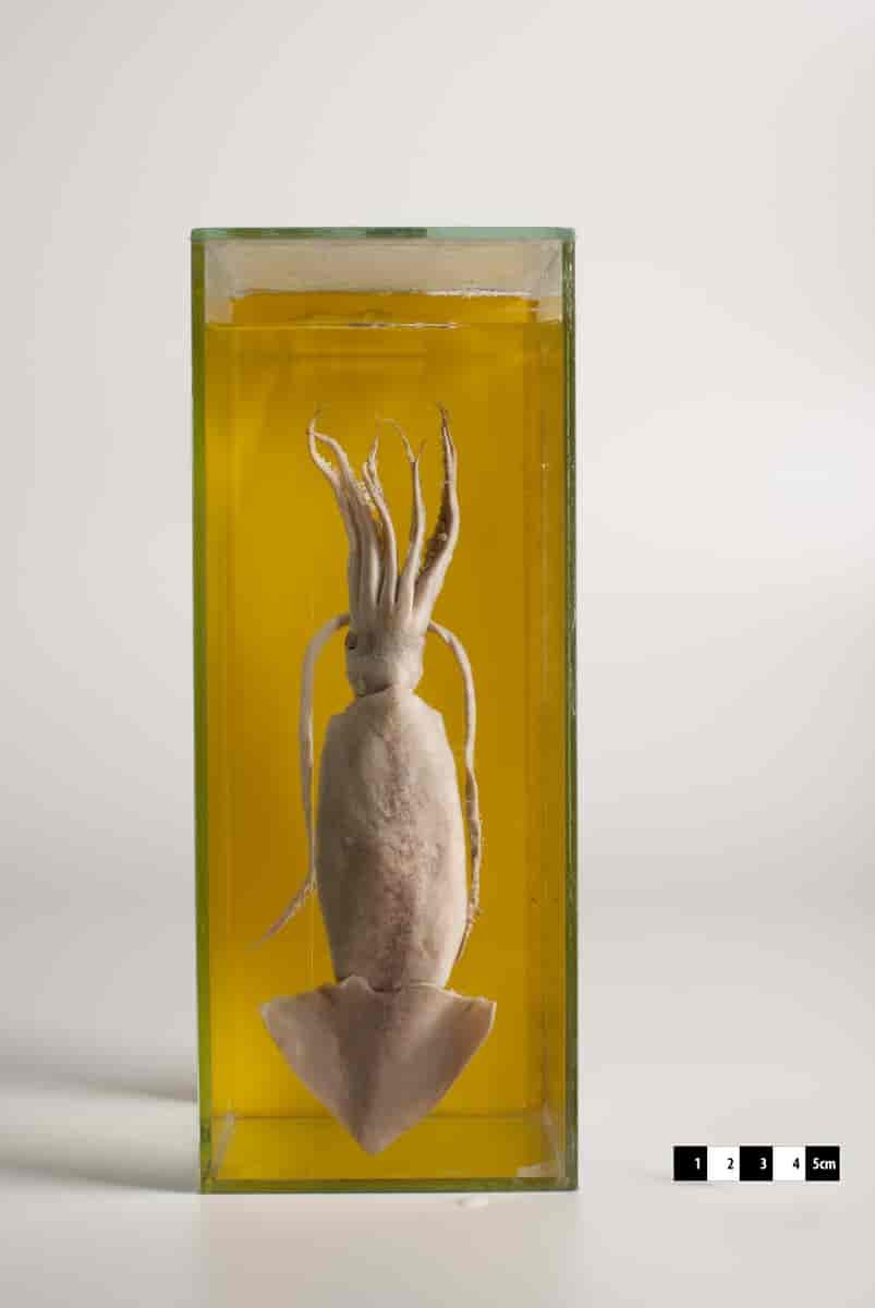 Anatomisk preparat av en blekksprut