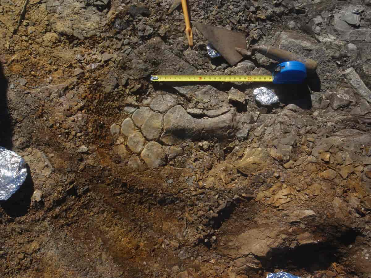 Et fossil med flere knokler. Ved siden av ligger et målebånd som viser at lengden er omtrent 24 centimeter. Foto