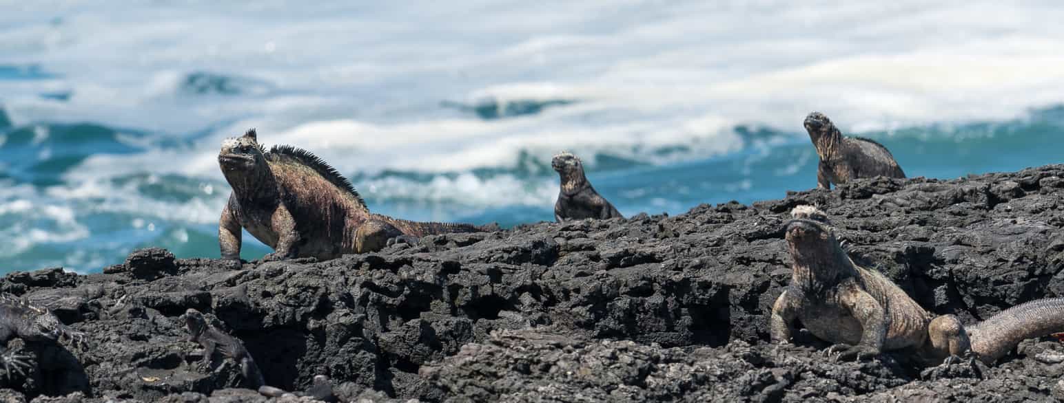 Iguaner på Galápagosøyene