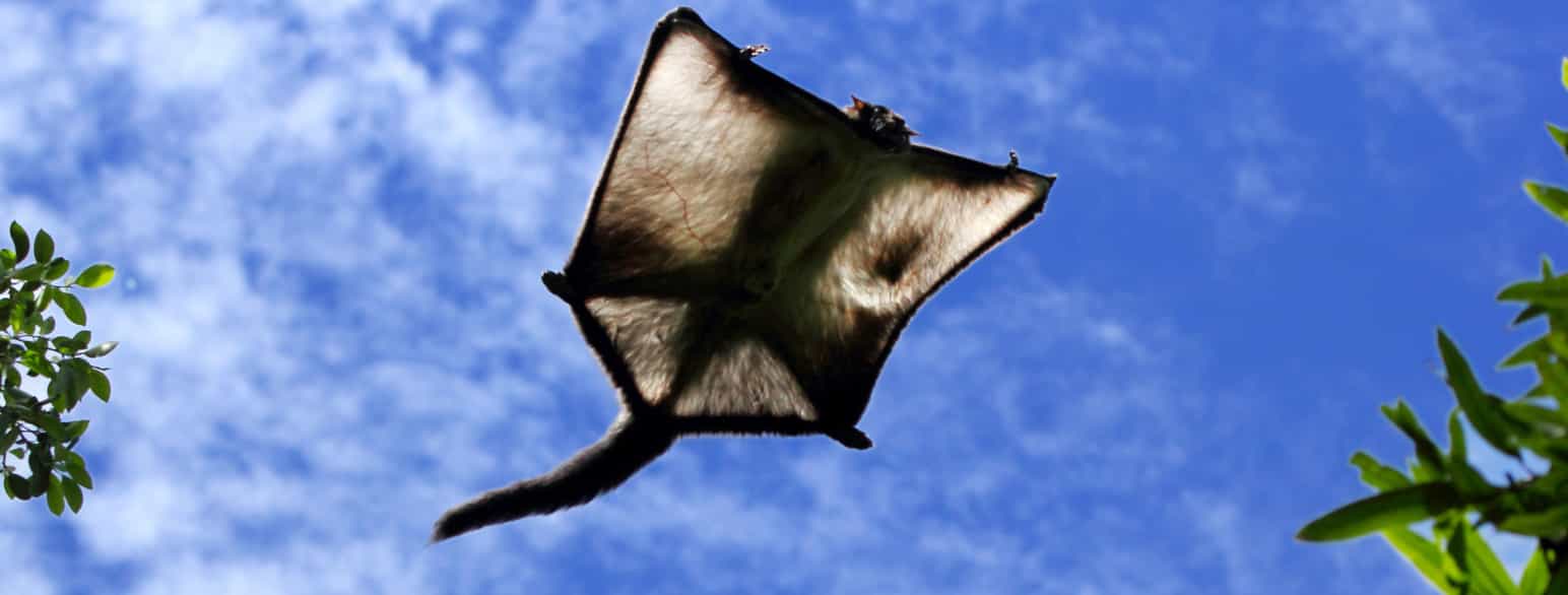 Flygeekorn av arten Petaurista philippensis