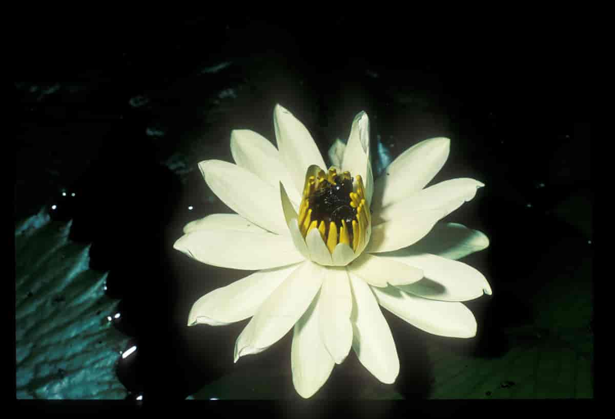 Nymphaea lotus og pollinatoren Ruteloryctes morio i Senegal