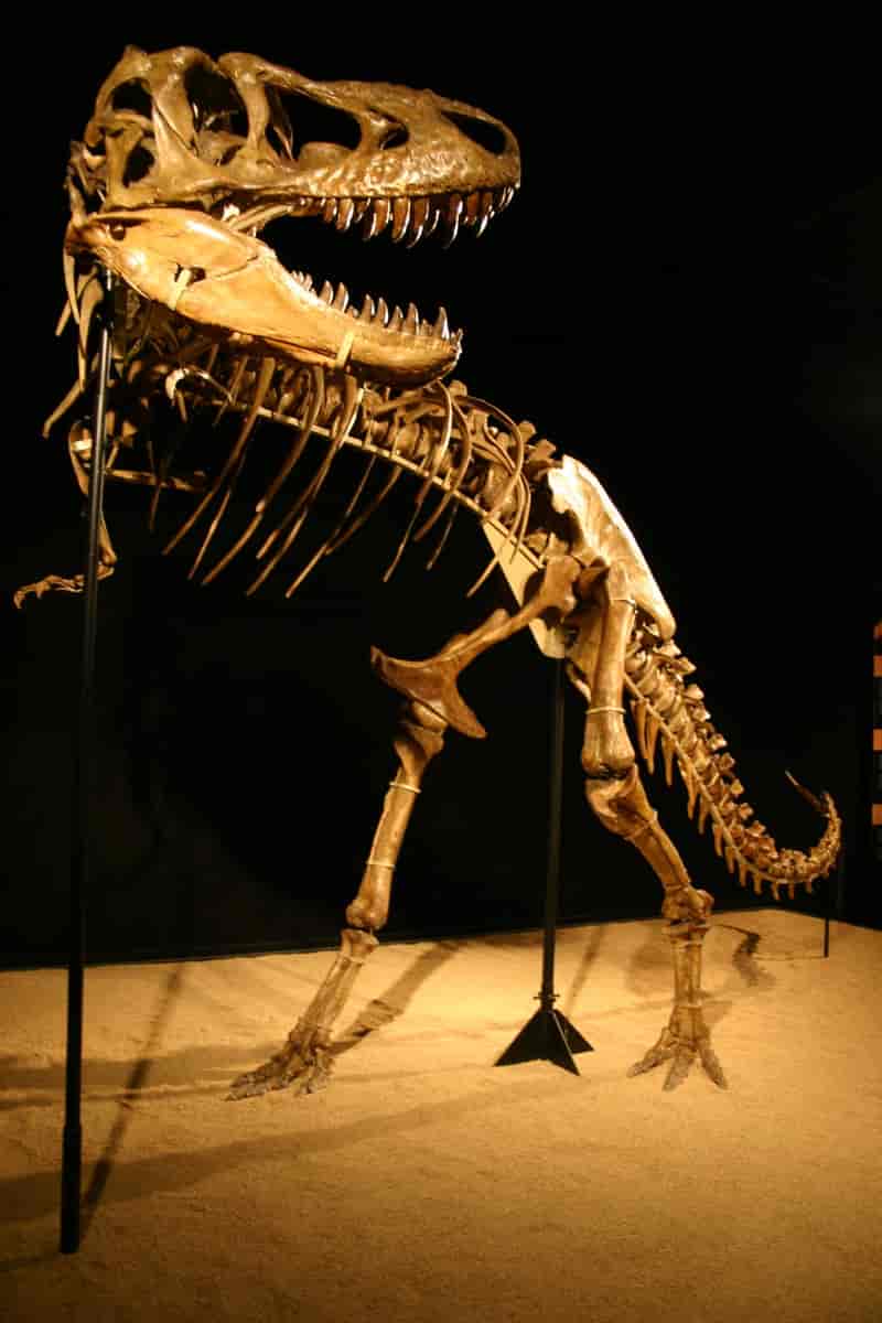 Tarbosaurus